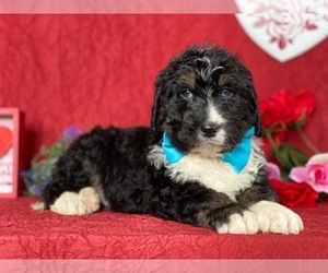 Bernedoodle Puppy for sale in LANCASTER, PA, USA
