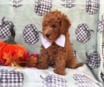 Small Photo #10 Cavapoo-Poodle (Miniature) Mix Puppy For Sale in LAKELAND, FL, USA