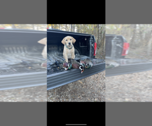 Labrador Retriever Puppy for sale in MIMS, FL, USA