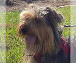 Small #5 Mutt