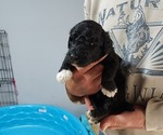 Puppy Puppy 1 Labradoodle