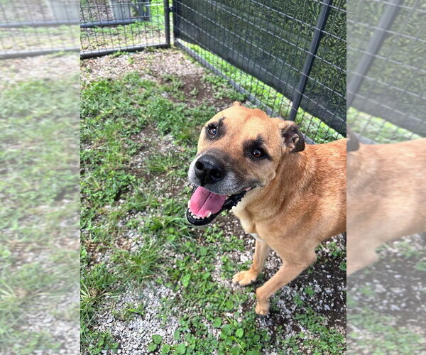 Medium Photo #2 Mutt Puppy For Sale in Abbeville, LA, USA