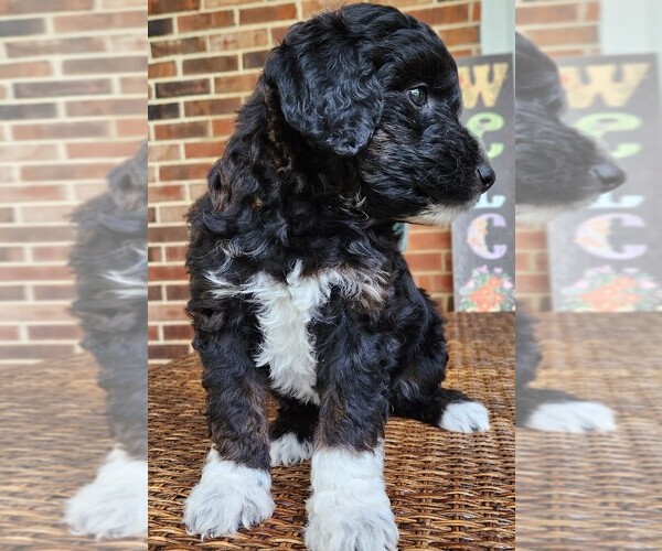 Medium Photo #7 Aussiedoodle Puppy For Sale in COLUMBIA, TN, USA