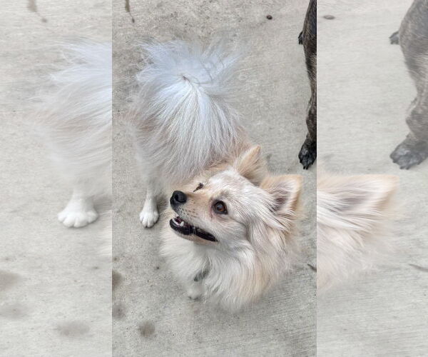 Medium Photo #2 Pomeranian Puppy For Sale in Lake Elsinore, CA, USA