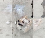 Small #1 Pomeranian