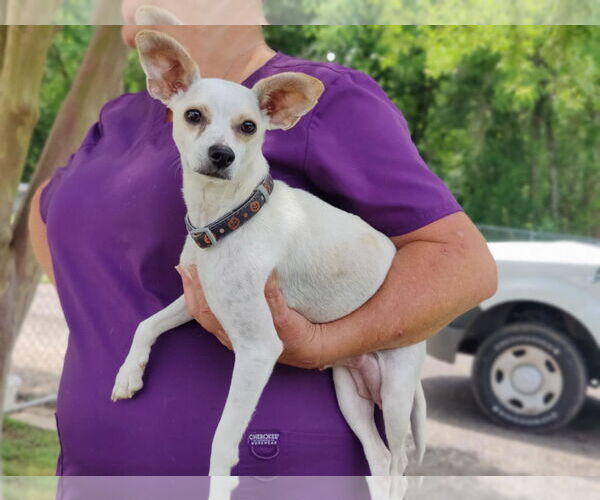 Medium Photo #2 Rat-Cha Puppy For Sale in Royal Palm Beach, FL, USA