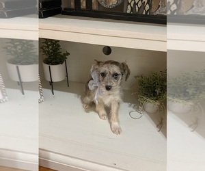 Medium Schnoodle (Miniature)