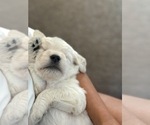 Small #5 Labradoodle