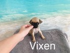 Small Photo #1 Pug Puppy For Sale in LOS ANGELES, CA, USA