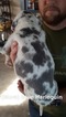 Small Photo #10 Great Dane Puppy For Sale in DEVINE, TX, USA