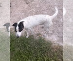 Small #1 Rat Terrier Mix
