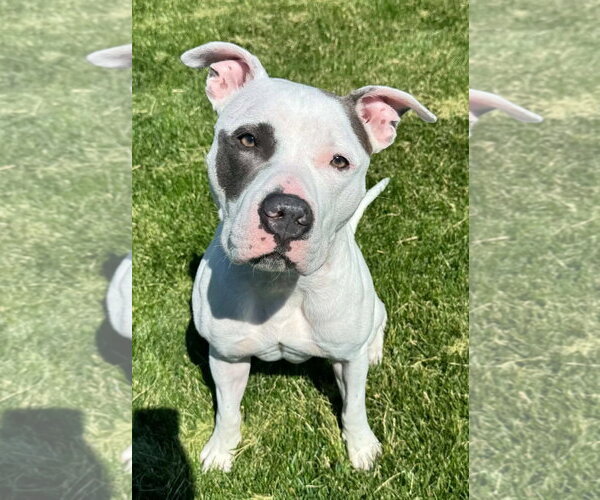 Medium Photo #1 Mutt Puppy For Sale in Des Moines, IA, USA