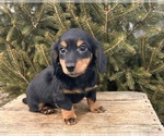 Small #1 Dachshund
