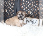 Small #4 Shih Tzu