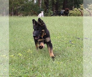 Medium German Shepherd Dog