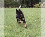 Small German Shepherd Dog