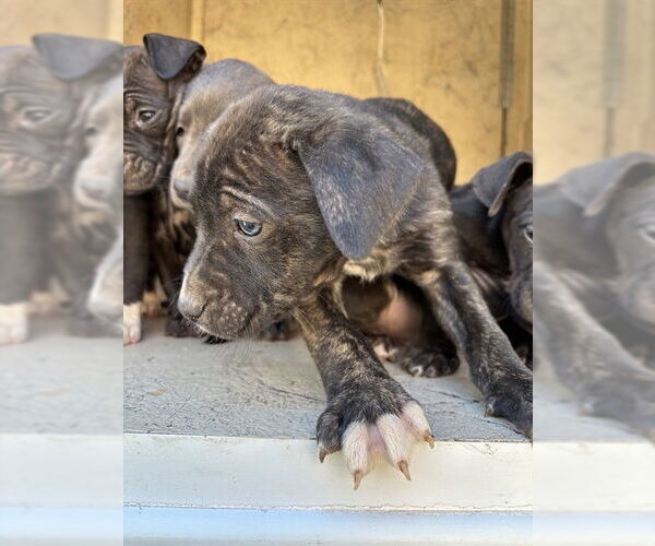 Medium Photo #1 Mutt Puppy For Sale in Oklahoma City, OK, USA