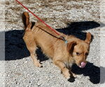 Small Photo #4 Dachshund-Unknown Mix Puppy For Sale in Mountain View, MO, USA