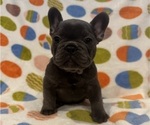 Puppy Puppy 3 Blue French Bulldog
