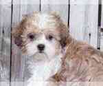 Small Photo #2 Shih-Poo Puppy For Sale in MOUNT VERNON, OH, USA