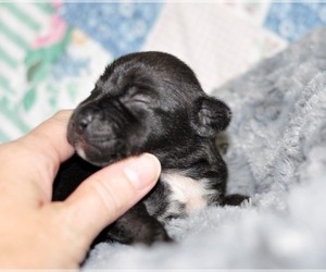 Rat Terrier Puppy for sale in LEAVENWORTH, KS, USA