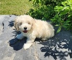 Puppy 4 Cocker Spaniel-Havanese Mix