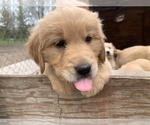 Small Photo #2 Golden Retriever Puppy For Sale in SAUK RAPIDS, MN, USA