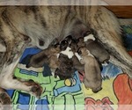 Small Photo #17 Anatolian Shepherd Puppy For Sale in COMMERCE, TX, USA