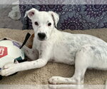Small #1 Mutt