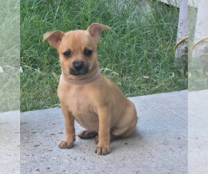 Chihuahua-Unknown Mix Dogs for adoption in Lakewood, CO, USA