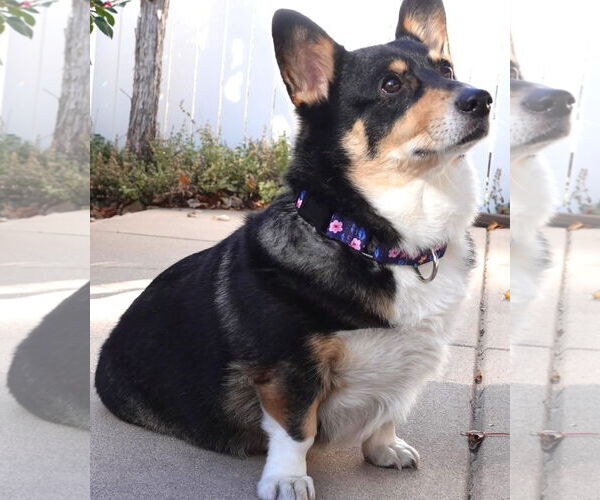 Medium Photo #3 Mutt Puppy For Sale in Denver , CO, USA