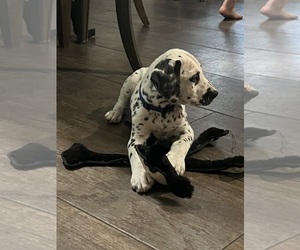 Dalmatian Litter for sale in OWATONNA, MN, USA