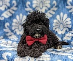Small Photo #8 Poodle (Miniature) Puppy For Sale in KINZERS, PA, USA