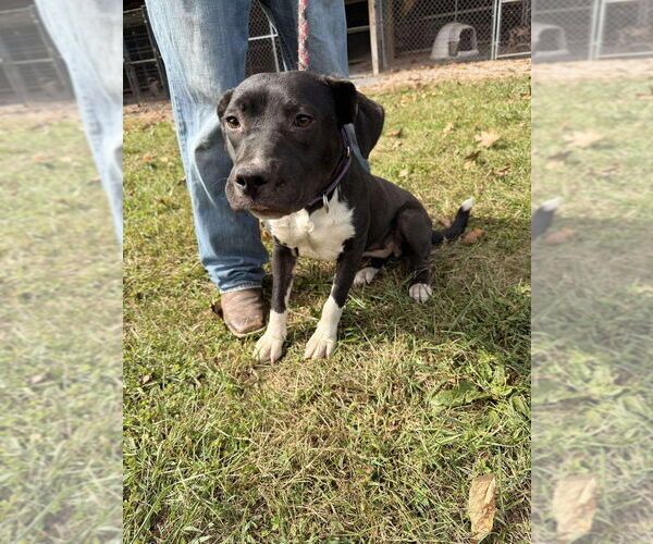 Medium Photo #2 American Pit Bull Terrier-Labrador Retriever Mix Puppy For Sale in Benton, PA, USA