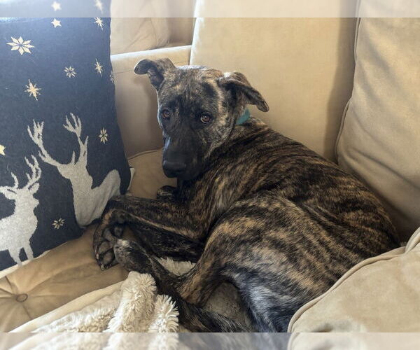 Medium Photo #3 Holland Shepherd-Plott Hound Mix Puppy For Sale in Lakewood, CO, USA