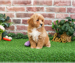 Small #12 Goldendoodle mix (+ Poodle Miniature)