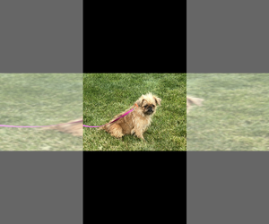 Mother of the Brussels Griffon puppies born on 06/15/2025