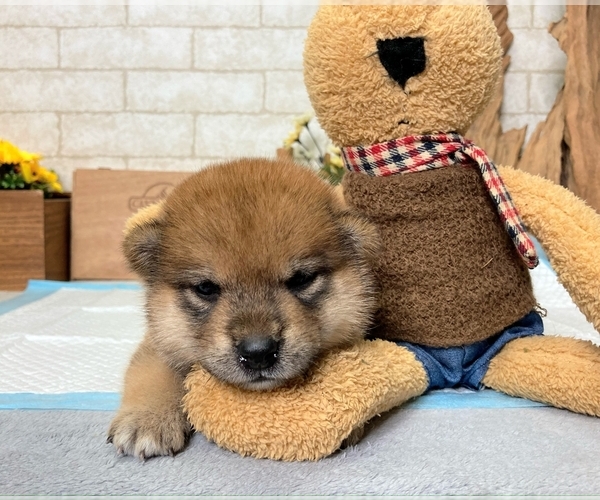 Medium Photo #6 Shiba Inu Puppy For Sale in LOS ANGELES, CA, USA