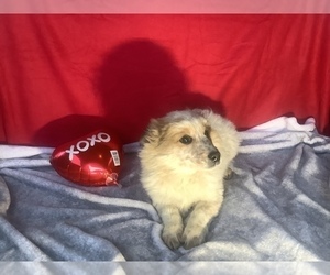 American Eskimo Dog-Australian Cattle Dog Mix Puppy for sale in HILLSBORO, WI, USA