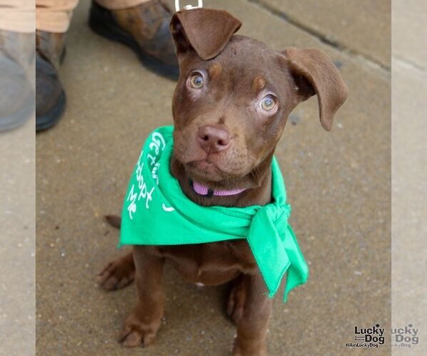 Medium Photo #12 Mutt Puppy For Sale in Washington, DC, USA