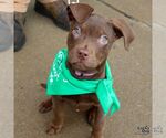 Small #11 Mutt