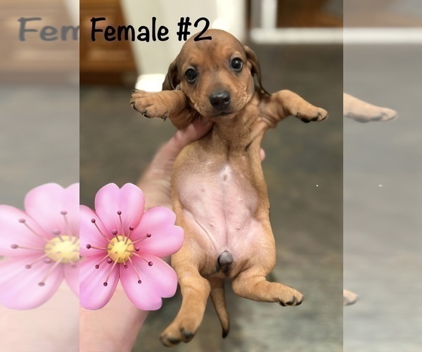 Medium Photo #9 Dachshund Puppy For Sale in WILLIAMSBURG, VA, USA