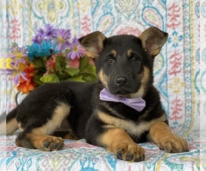 German Shepherd Dog Puppy for sale in LANCASTER, PA, USA