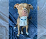 Small #15 Boxer-Staffordshire Bull Terrier Mix