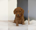 Small Photo #6 Poodle (Miniature) Puppy For Sale in WEST JORDAN, UT, USA
