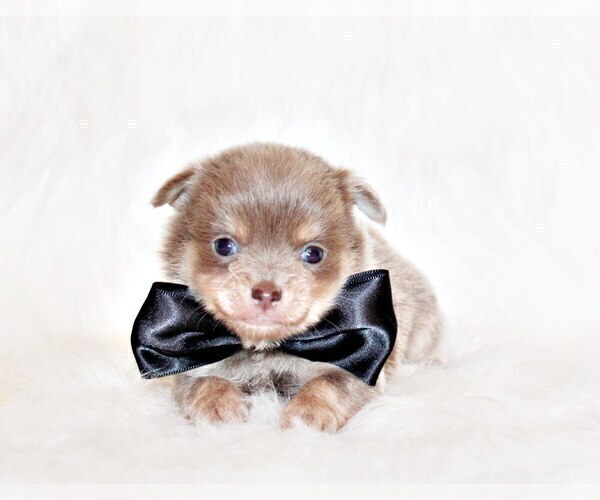 Medium Photo #4 Chihuahua Puppy For Sale in CHARLESTON, AR, USA