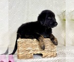 Small #2 Golden Shepherd
