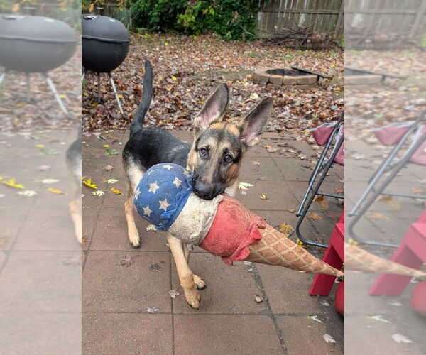 Medium Photo #3 German Shepherd Dog Puppy For Sale in Evansville, IN, USA