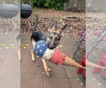 Small #2 German Shepherd Dog