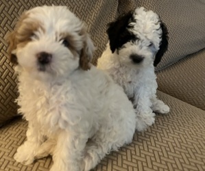 Cocker Spaniel-Poodle (Miniature) Mix Litter for sale in PAINTSVILLE, KY, USA